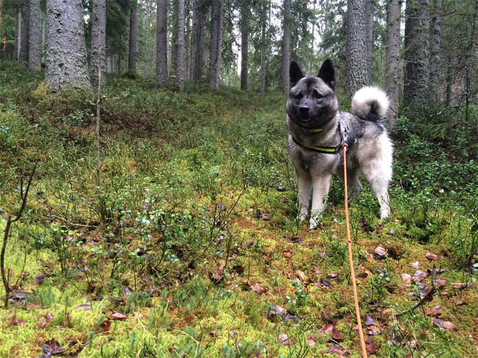Leva - Leva betyder för mig alla stunder i våran underbara skog och natur!  - ctl00_cph1_image